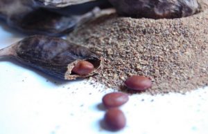 Agriculture : le caroubier, une alternative bio au cacao.