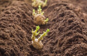 Agriculture : fin de l’importation de semences de pommes de terre en 2022.