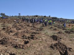 Environnement : La Direction générale des forêts célèbrera dimanche la Journée nationale de l’arbre.