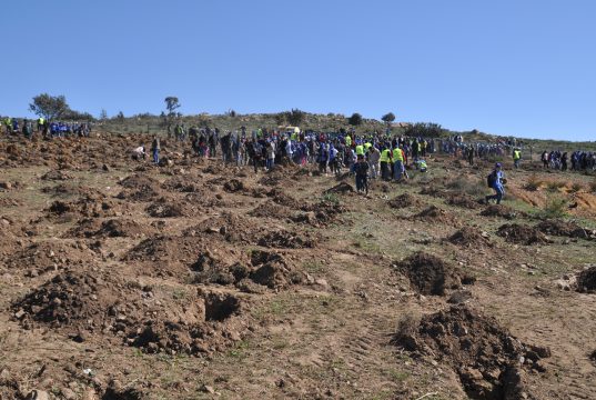 Environnement : La Direction générale des forêts célèbrera dimanche la Journée nationale de l’arbre.