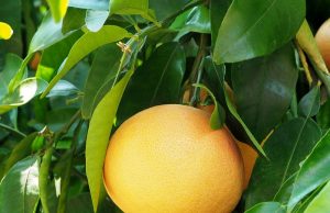 Agriculture : Le pamplemousse royal retrouve des couleurs dans la wilaya d’Oran.