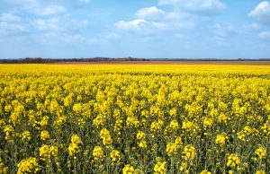 Agriculture : L’Algérie expérimente la culture du colza.