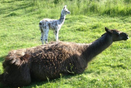 Alger : Naissance exceptionnelle d’un bébé lama au zoo du Jardin d’Essai.
