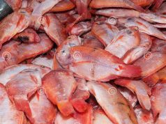 Acquaculture : la Chambre algérienne de la pêche et de l’acquaculture veut promouvoir l’élevage du tilapia rouge. Vente directe de poisson aux consommateurs en Algerie