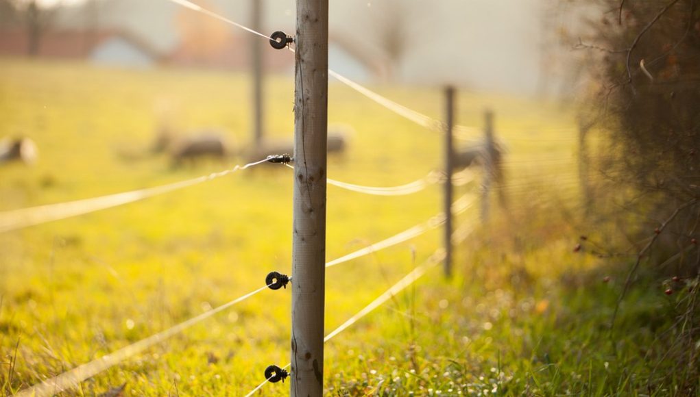 clôtures agricoles illégales interdites en Algérie