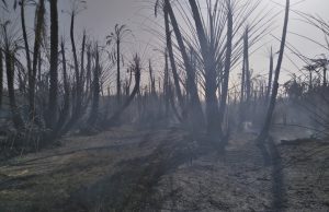Incendies : La ministre de l’environnement prend des mesures pour protéger la faune sauvage. feu de forêt algérie