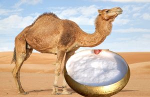 Agriculture : L’université d’El Oued participe au programme international PRIMA de valorisation du lait de chamelle. Lait de chamelle produit en Algérie
