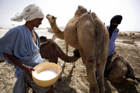 Lait de chamelle en Algérie