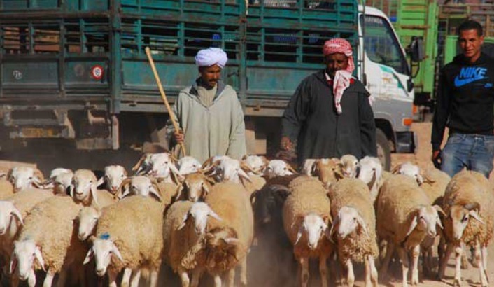 Bétail-Algérie-Recensement-Ministère-Agriculture-dzairworld.com