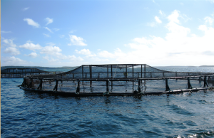 Algérie : L’aquaculture comme solution à la raréfaction des ressources halieutiques. Aquaculture en Algerie