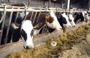 Agriculture : Création au premier trimestre 2023 d’un Conseil interprofessionnel de l’élevage bovin (CIEB). Bovins en Algérie