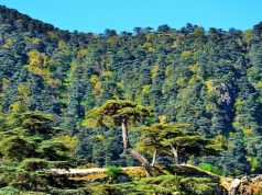 Forêts : Le directeur général des Forêts favorable à l’ouverture aux investissements.