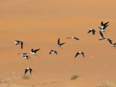 Biodiversité : Plus dde 1700 oiseaux d’eau recensés dans les zones humides de la province d’Illizi. Oiseaux-Illizi-Algerie-