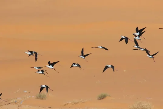Biodiversité : Plus dde 1700 oiseaux d’eau recensés dans les zones humides de la province d’Illizi. Oiseaux-Illizi-Algerie-