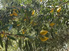 Agriculture : résultats prometteurs pour la culture de l’arganier en Algérie. Argaanier-Algerie