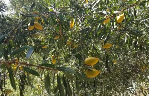 Agriculture : résultats prometteurs pour la culture de l’arganier en Algérie. Argaanier-Algerie