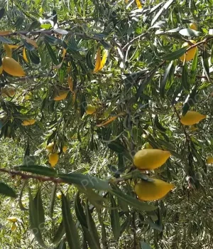 Agriculture : résultats prometteurs pour la culture de l’arganier en Algérie. Argaanier-Algerie