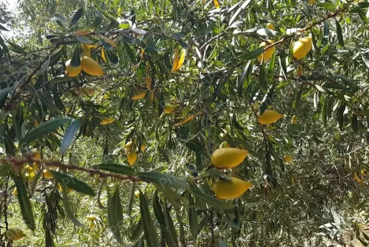 Agriculture : résultats prometteurs pour la culture de l’arganier en Algérie. Argaanier-Algerie