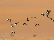 Biodiversité : 1014 espèces d’oiseaux recensés en mai à Illizi.