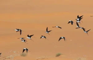 Biodiversité : 1014 espèces d’oiseaux recensés en mai à Illizi.