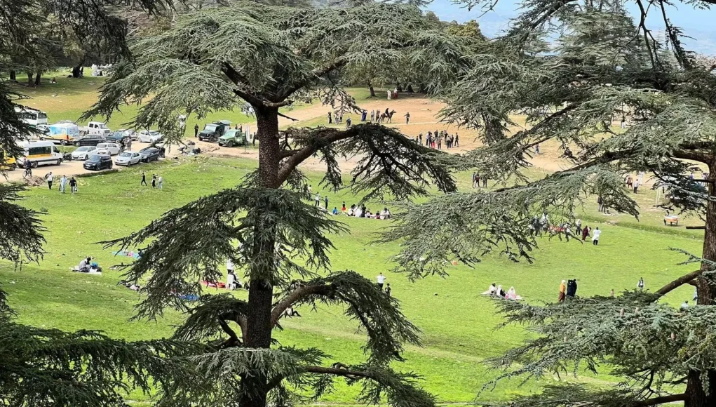 parc-national-Theniet-El-Had-Algerie-