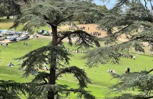 Tourisme : Le parc national de Théniet El Had a accueilli 40 000 visiteurs en 2026. parc-national-Theniet-El-Had-Algerie-