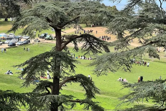 Tourisme : Le parc national de Théniet El Had a accueilli 40 000 visiteurs en 2026. parc-national-Theniet-El-Had-Algerie-